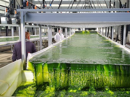 Los experimentos se realizaron en uno de los mayores tanques dedicados a la biorreacción, con aguas procedentes de una mina.