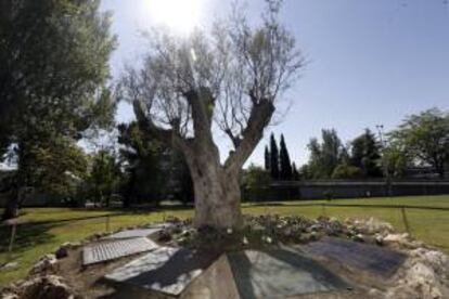 Olivo situado en los jardines de la Terminal 2 del aeropuerto de Barajas rodeado de las placas de bronce en recuerdo de las víctimas del accidente del avión de Spanair en el que murieron 154 personas. EFE/Archivo