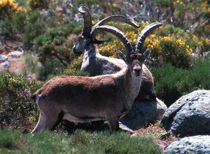 Cabras monteses en la sierra de Gredos.