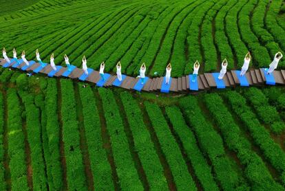 Un grupo de mujeres practica yoga en un campo de cultivo de té en Enshi (China).