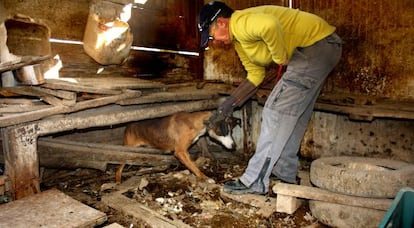 Uno de los 33 perros vivos rescatados en Montcada i Reixac.