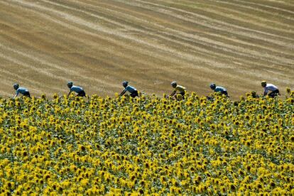 Un grupo de corredores pasa a través de un campo de girasoles.