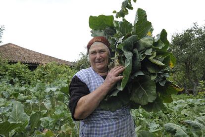 Una mujer recoge berzas en su finca de Bolmente (Sober), en la Ribeira Sacra lucense.