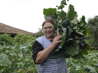 Una mujer recoge berzas en su finca de Bolmente (Sober), en la Ribeira Sacra lucense.