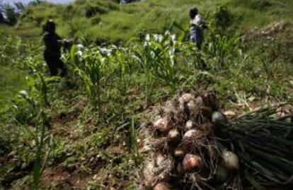 En el acuerdo se establece que la entidad dominicana analizará unas 7.000 muestras de suelos agrícolas de Haití, en su Laboratorio de Suelos y Agua, localizado en el sector de Pantoja, en Santo Domingo. EFE/Archivo