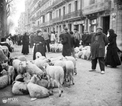 Feria de ganado en el paseo Sant Joan, en 1915.