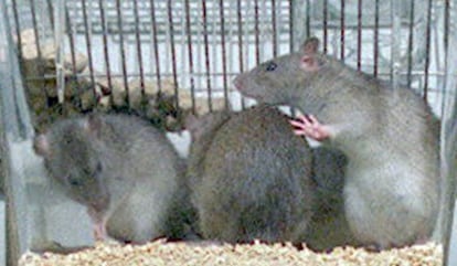 Ratas de laboratorio.