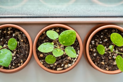 La pilea es muy fácil de reproducir cortando y enmacetando sus hijuelos basales.