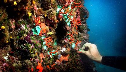 Coral vermell a les illes Medes.