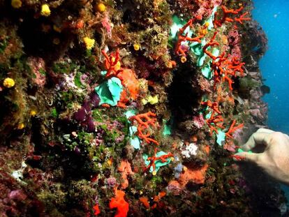 Coral vermell a les illes Medes.