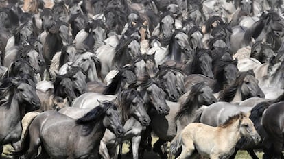 Caballos salvajes en Duelmen (Alemania).