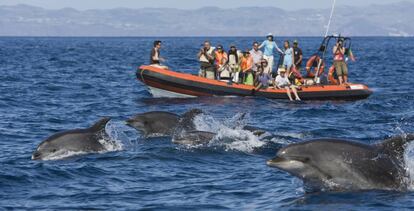 Avistamiento de delfines mulares en las Azores (Portugal).