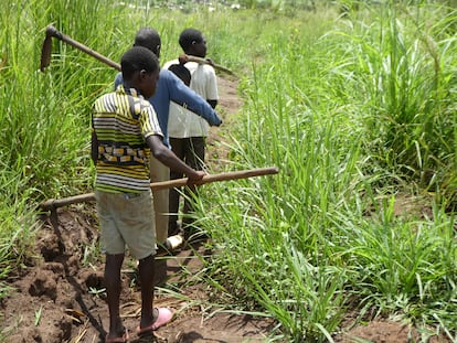 Tres niños caminan hacia las tierras donde cultivan maíz y sorgo en Palabek, en el norte de Uganda.