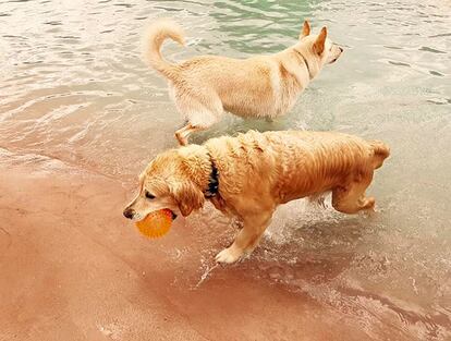 Dos perros disfrutando de las instalaciones de Campus perruno.