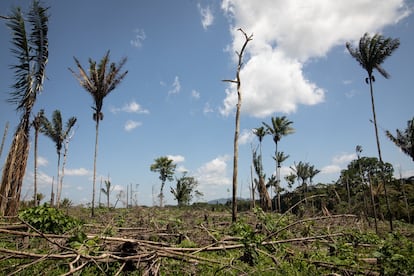 Una zona deforestada en el Departamento de Guaviare