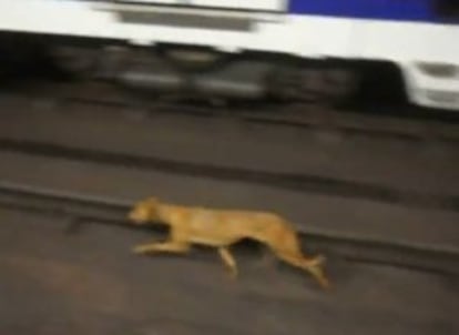 Captura de vídeo que muestra al galgo en un tramo de vía ayer.