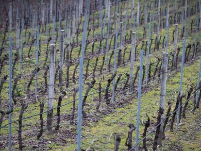 Vi&ntilde;as de la denominaci&oacute;n de origen de Ribeiro en Ribadavia (Ourense).