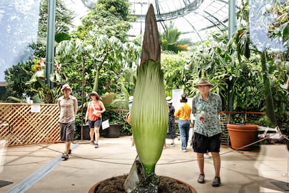 Un ejemplar de Aro Gigante en The Huntington Botanical Gardens, en San Marino (California).