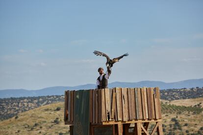 Buen número de visitantes se refieren a los espectáculos con aves como los más memorables. Hay en el parque más de 200, muchas de ellas rapaces.