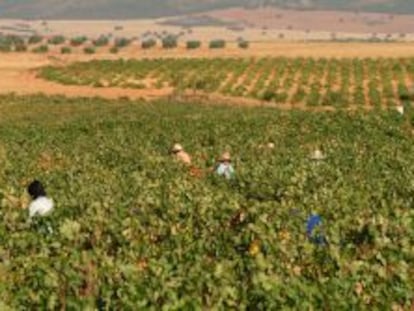 El sector del vino español teme un posible veto por parte de Rusia