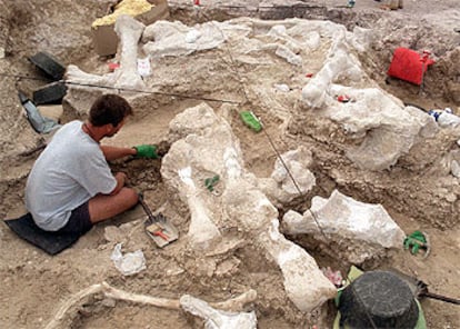 Trabajos arqueológicos sobre restos de mastodontes encontrados en Torrejón de Velasco (Madrid).