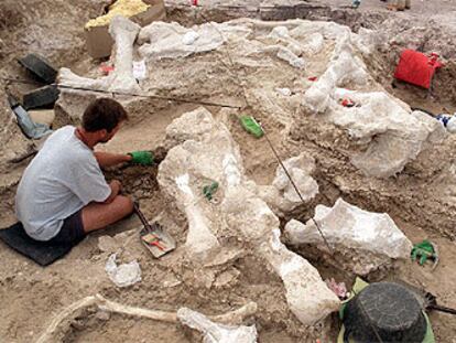 Trabajos arqueológicos sobre restos de mastodontes encontrados en Torrejón de Velasco (Madrid).