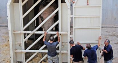 El animal atravesará los 1.800 kilómetros en un cajón adaptado de siete toneladas.