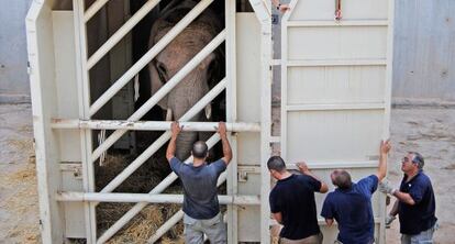 El animal atravesar&aacute; los 1.800 kil&oacute;metros en un caj&oacute;n adaptado de siete toneladas.  