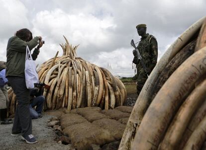 Un turista hace una foto a un montón de colmillos de elefante apilados para ser quemados en hogueras en el Parque Nacional de Nairobi.