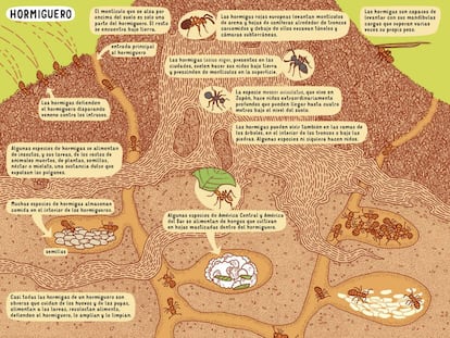 Así funciona un hormiguero