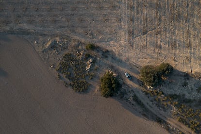 Vista aérea de las plantaciones de almendros en la finca El Entredicho.