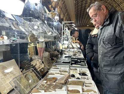 Feria Internacional de Minerales, Fósiles y Meteoritos.