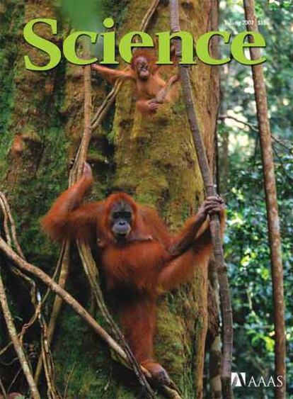 Un orangután en la portada de <i>Science</i>.