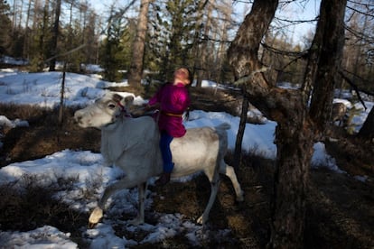 Tsetse, de 6 años, monta un reno en un bosque cerca de la aldea de Tsagaannuur (Mongolia), el 21 de abril de 2018.