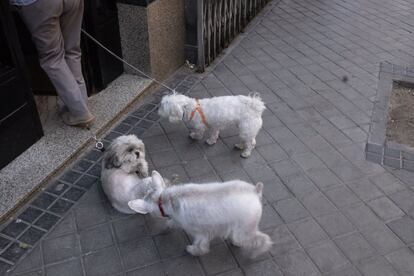 De paseo en la calle Ponzano, en abril de 2019.