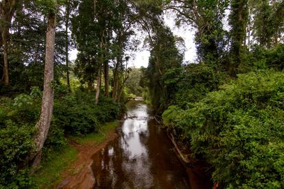 O rio Yongoma na metade de seu curso, quando atravessa a Reserva Natural de Chome. O crescimento da população e das atividades produtivas que utilizam sua água, combinado com uma redução e maior variabilidade das chuvas causadas pela mudança climática, elevou a pressão sobre o rio de forma significativa nas últimas décadas.