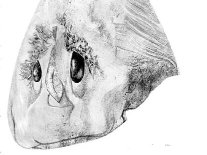 Caricatura de Rafael Sánchez Ferlosio