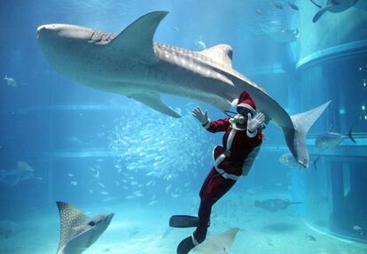Un buzo luce un traje de Papá Noel junto a un tiburón ballena en el acuario Kaiyukan, en Osaka, Japón.