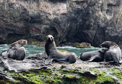 Lobos marinos descansando frente a la isla de Crusoe Island, en enero de 2019.