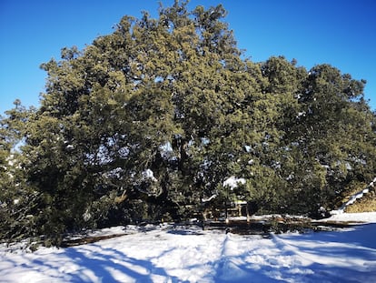 La Carrasca Milenaria de Lecina, en la comarca aragonesa del Sobrarbe.