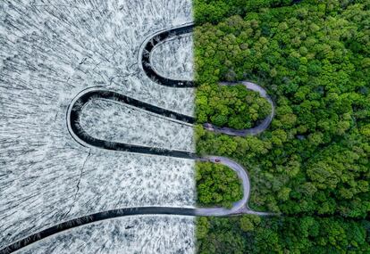 "Weather Snake" de Ovi D. Pop, fotografía ganadora de la categoría 'abstract'. Un camino en el medio del bosque cerca de Derna, el condado de Bihor, (Rumania).