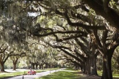 Oaks Avenue, la avenida de los Robles, en Mount Pleasant, a las afueras de la ciudad de Charleston, en Carolina del Sur.
