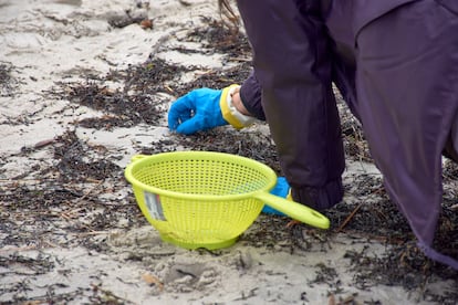 Los voluntarios recogen el pellet en las playas de Galicia con coladores, cubos y guantes.