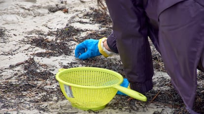 Los voluntarios recogen el pellet en las playas de Galicia con coladores, cubos y guantes.