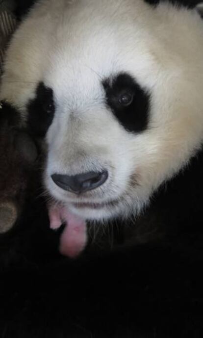 La osa Hua Zui Ba con su cría en el zoo madrileño.