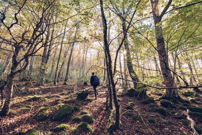 El bosque de Irati es en sí mismo un personaje. Y más en otoño, paraíso del color más magnético para el senderismo y la reflexión.