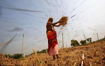 Una mujer en un campo de arroz en Ahmedabad (India).