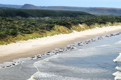 Ballenas varadas en Strahan, en el oeste de la isla australiana de Tasmania.