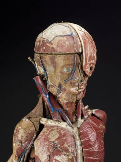Modelo anatómico del siglo XIX realizado en los talleres del doctor Auzoux