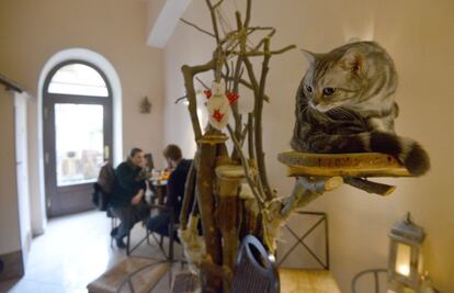 (FILES) This file photo taken on March 13, 2016 shows a cat sitting on a perch at the cat cafe Kocicí Kavarna, on March 13, 2016 in Prague. 
Already popular in Japan, Taiwan, parts of Asia and Europe, cat cafes are booming in the Czech Republic, with a dozen having popped up in the EU member of 10.5 million people since the summer of 2014. / AFP PHOTO / Michal Cizek / TO GO WITH AFP STORY BY JAN FLEMR
